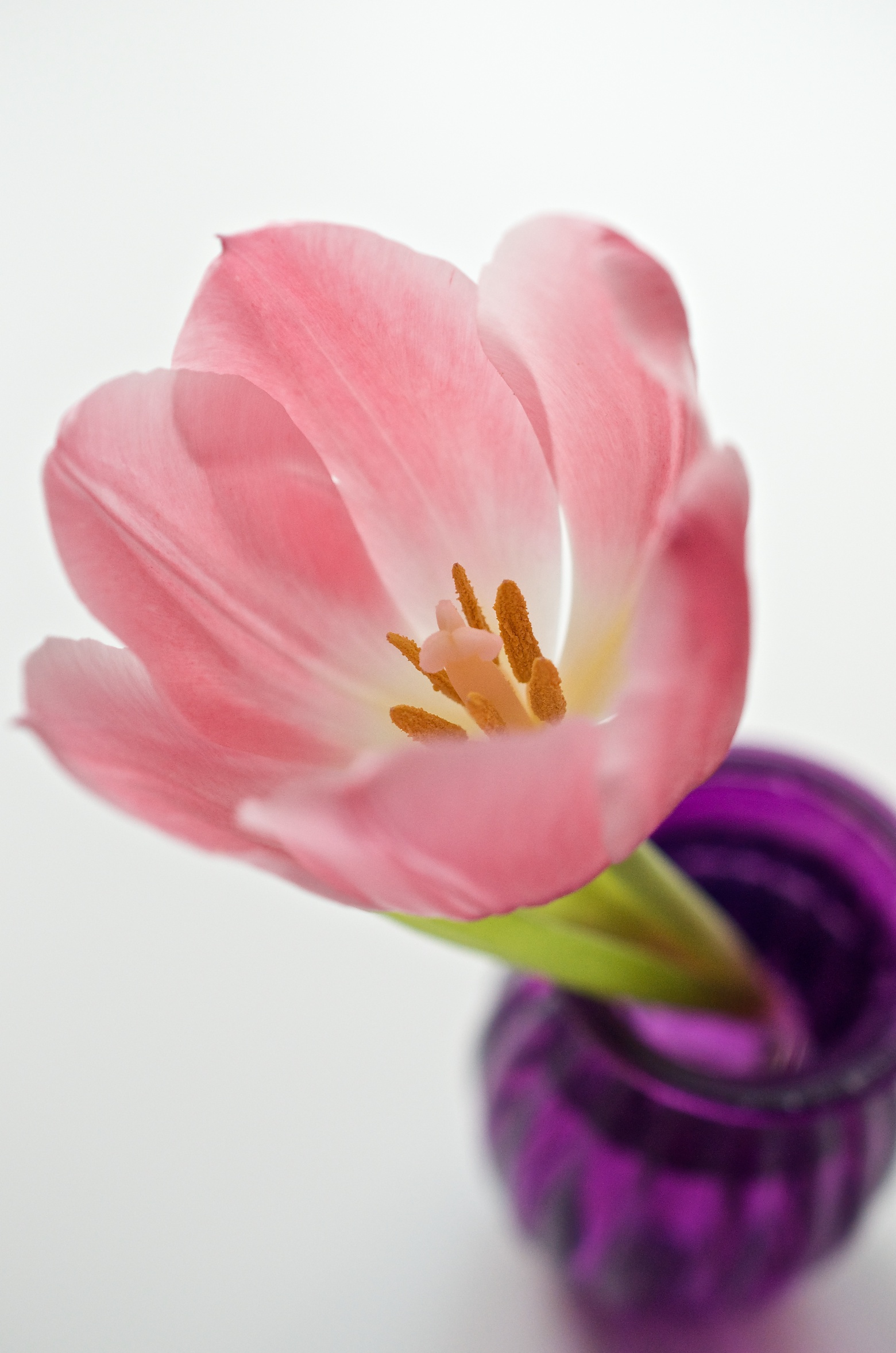 Foto der Woche, Tulpenliebe in Makro