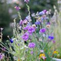 Blumen auf dem Balkon: Easy Peasy Schmetterlingswiese