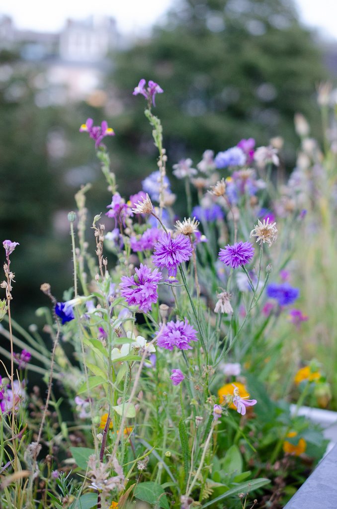 Blumen auf dem Balkon: Easy Peasy Schmetterlingswiese